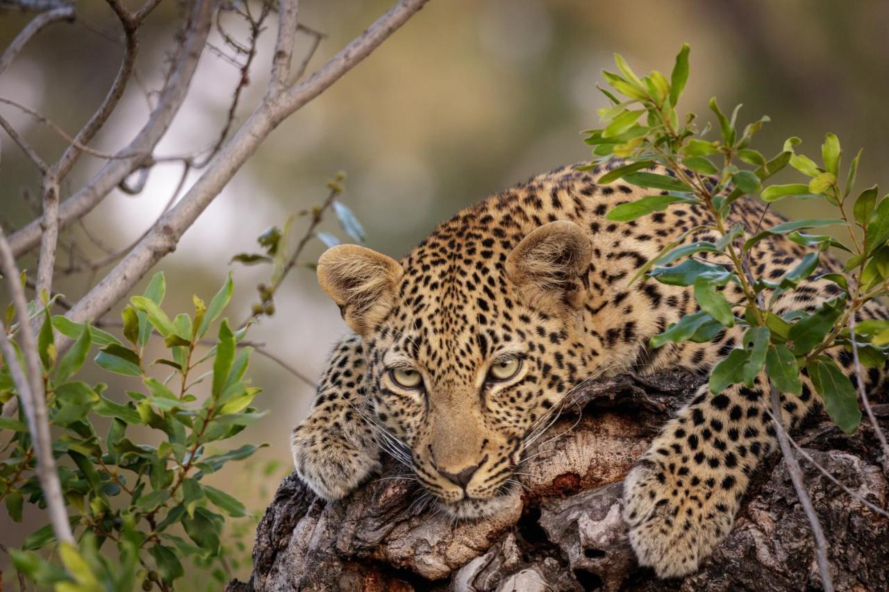 Jock Safari Lodge Skukuza Buitenkant foto